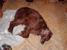 Resize of PC310107.JPG